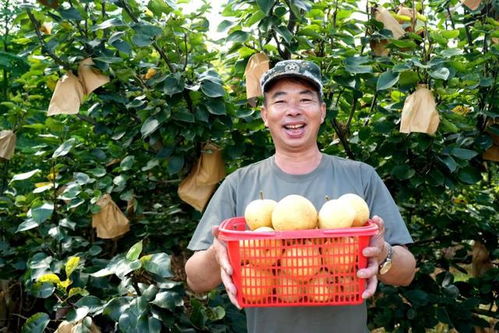 福建永定台湾脆梨丰收上市，生态农业守护无脊椎动物多样性