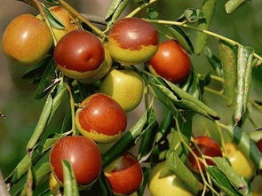 沧州林果香飘远 品牌引领产业兴——解读河北十大林果品牌中的沧州特产